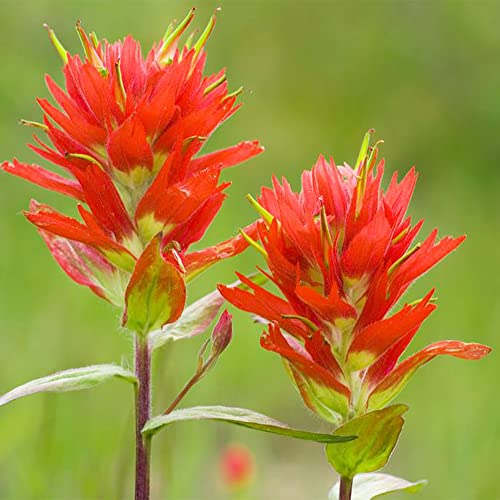 QAUZUY GARDEN Scarlet Indian Paintbrush Castilleja Prairie-Fire 340 Seed Drought Tolerant Rare Tropical Exotic Flower Striking Landscape Plant for Garden