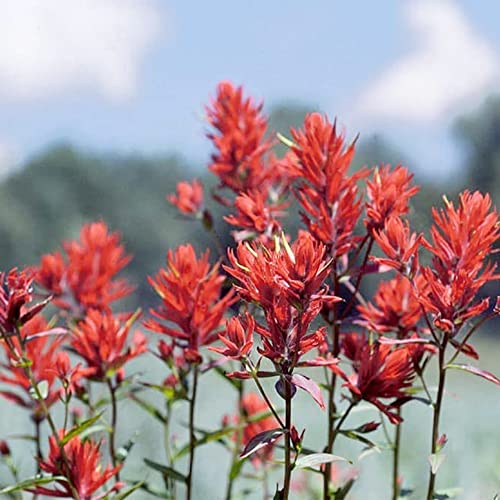 QAUZUY GARDEN Scarlet Indian Paintbrush Castilleja Prairie-Fire 340 Seed Drought Tolerant Rare Tropical Exotic Flower Striking Landscape Plant for Garden