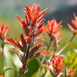 QAUZUY GARDEN Scarlet Indian Paintbrush Castilleja Prairie-Fire 340 Seed Drought Tolerant Rare Tropical Exotic Flower Striking Landscape Plant for Garden