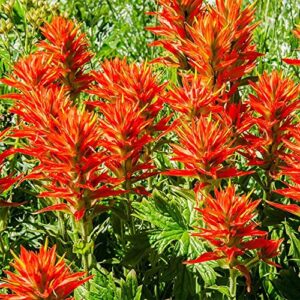 QAUZUY GARDEN Scarlet Indian Paintbrush Castilleja Prairie-Fire 340 Seed Drought Tolerant Rare Tropical Exotic Flower Striking Landscape Plant for Garden