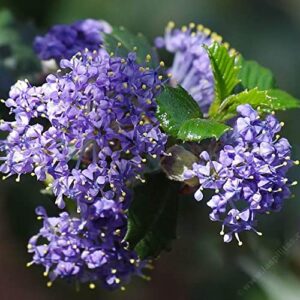 chuxay garden 50 seeds creeping ceanothus ‘remote blue’,mountain lilac, california lilacs mounding evergreen fast-growing shrub rare blue lilac privacy screen striking landscaping plant