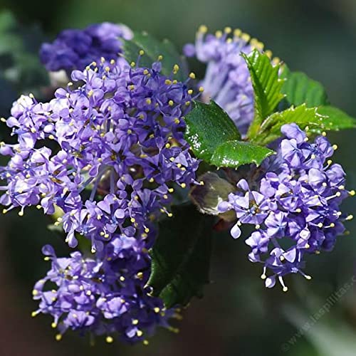 CHUXAY GARDEN 50 Seeds Creeping Ceanothus 'Remote Blue',Mountain Lilac, California Lilacs Mounding Evergreen Fast-Growing Shrub Rare Blue Lilac Privacy Screen Striking Landscaping Plant