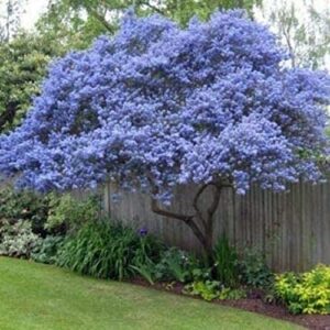 CHUXAY GARDEN 50 Seeds Creeping Ceanothus 'Remote Blue',Mountain Lilac, California Lilacs Mounding Evergreen Fast-Growing Shrub Rare Blue Lilac Privacy Screen Striking Landscaping Plant