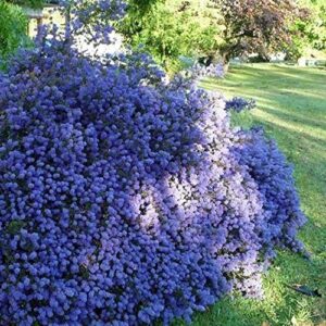 CHUXAY GARDEN 50 Seeds Creeping Ceanothus 'Remote Blue',Mountain Lilac, California Lilacs Mounding Evergreen Fast-Growing Shrub Rare Blue Lilac Privacy Screen Striking Landscaping Plant