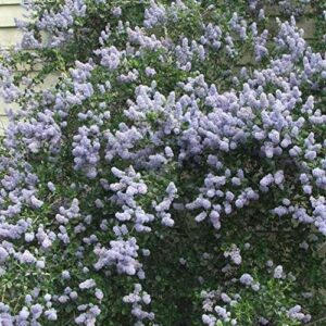 CHUXAY GARDEN 50 Seeds Creeping Ceanothus 'Remote Blue',Mountain Lilac, California Lilacs Mounding Evergreen Fast-Growing Shrub Rare Blue Lilac Privacy Screen Striking Landscaping Plant