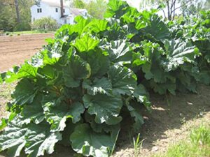 rhubarb root easy to plant, large rhubarb crown freshly dug planting ornaments garden perennials simple to grow pots gift