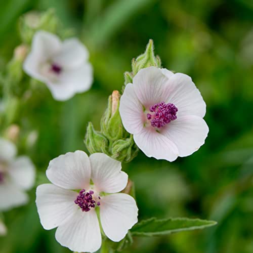 TKE Farms - Marshmallow Seeds for Planting, 500 mg ~ 250 Seeds, Althaea officinalis