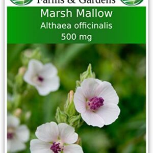 TKE Farms - Marshmallow Seeds for Planting, 500 mg ~ 250 Seeds, Althaea officinalis