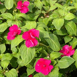outsidepride impatiens baby carmine garden flower plants for pots, hanging baskets, containers, window boxes – 2000 seeds