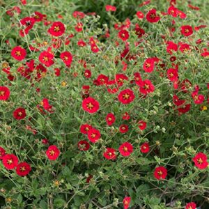 Outsidepride Cinquefoil Red Flowering Garden Flower Seeds - 2000 Seeds