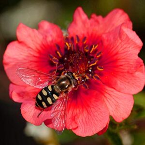 Outsidepride Cinquefoil Red Flowering Garden Flower Seeds - 2000 Seeds