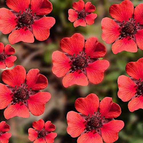 Outsidepride Cinquefoil Red Flowering Garden Flower Seeds - 2000 Seeds