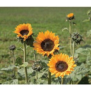 David's Garden Seeds Sunflower Tall Branching Stem Soraya (Yellow) 25 Non-GMO, Open Pollinated Seeds