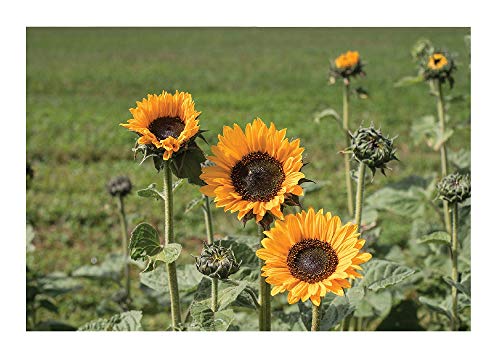 David's Garden Seeds Sunflower Tall Branching Stem Soraya (Yellow) 25 Non-GMO, Open Pollinated Seeds