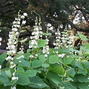 QAUZUY GARDEN 10 White Hyacinth Bean - Lablab Purpureus Seeds | Organic Non-GMO Heirloom Vegetable Seeds & Fresh Garden Seeds | High Yield Edible Ornamental Vining Plant