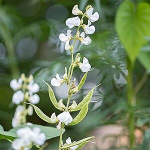 QAUZUY GARDEN 10 White Hyacinth Bean - Lablab Purpureus Seeds | Organic Non-GMO Heirloom Vegetable Seeds & Fresh Garden Seeds | High Yield Edible Ornamental Vining Plant