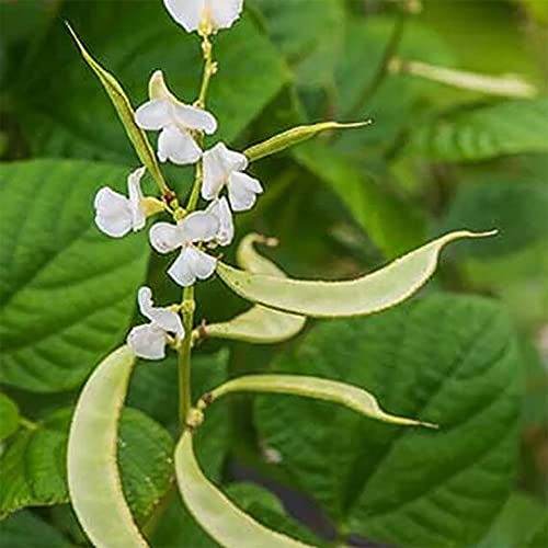 QAUZUY GARDEN 10 White Hyacinth Bean - Lablab Purpureus Seeds | Organic Non-GMO Heirloom Vegetable Seeds & Fresh Garden Seeds | High Yield Edible Ornamental Vining Plant