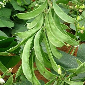 QAUZUY GARDEN 10 White Hyacinth Bean - Lablab Purpureus Seeds | Organic Non-GMO Heirloom Vegetable Seeds & Fresh Garden Seeds | High Yield Edible Ornamental Vining Plant