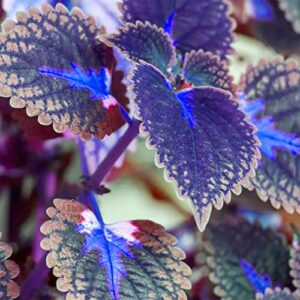 qauzuy garden 30 rare blue coleus seeds for planting | beautiful fast-growing perennial annual colorful foliage striking shade garden container hanging basket plant