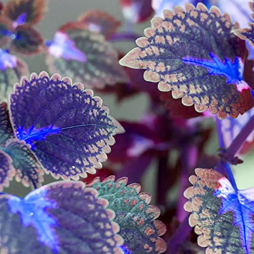 QAUZUY GARDEN 30 Rare Blue Coleus Seeds for Planting | Beautiful Fast-Growing Perennial Annual Colorful Foliage Striking Shade Garden Container Hanging Basket Plant