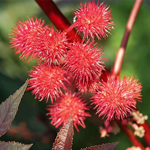 QAUZUY GARDEN 5 Premium Seeds Castor Bean Castor Oil Plant, Ricinus Communis Seeds for Planting | Non-GMO Heirloom Seeds | Fast-Growing Ornamental Perennials