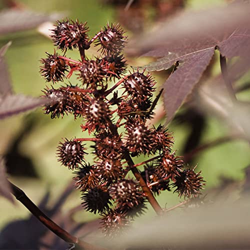 QAUZUY GARDEN 5 Premium Seeds Castor Bean Castor Oil Plant, Ricinus Communis Seeds for Planting | Non-GMO Heirloom Seeds | Fast-Growing Ornamental Perennials