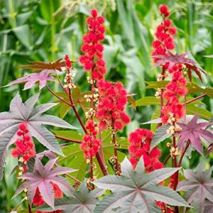 QAUZUY GARDEN 5 Premium Seeds Castor Bean Castor Oil Plant, Ricinus Communis Seeds for Planting | Non-GMO Heirloom Seeds | Fast-Growing Ornamental Perennials