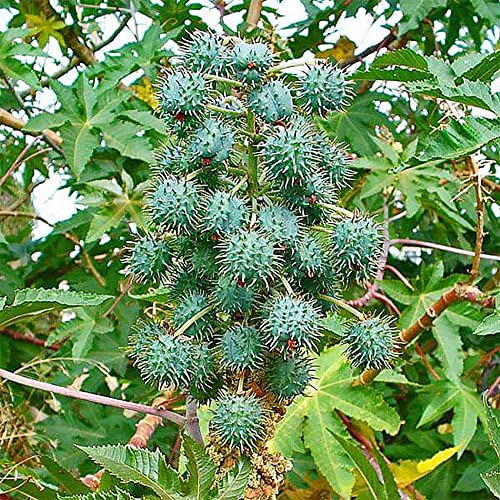 QAUZUY GARDEN 5 Premium Seeds Castor Bean Castor Oil Plant, Ricinus Communis Seeds for Planting | Non-GMO Heirloom Seeds | Fast-Growing Ornamental Perennials