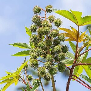 QAUZUY GARDEN 5 Premium Seeds Castor Bean Castor Oil Plant, Ricinus Communis Seeds for Planting | Non-GMO Heirloom Seeds | Fast-Growing Ornamental Perennials