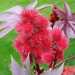 QAUZUY GARDEN 5 Premium Seeds Castor Bean Castor Oil Plant, Ricinus Communis Seeds for Planting | Non-GMO Heirloom Seeds | Fast-Growing Ornamental Perennials