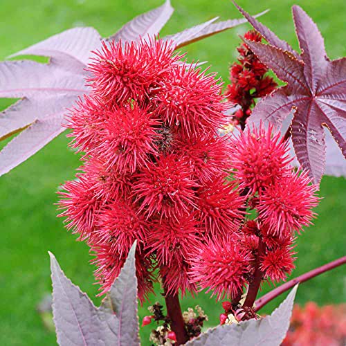 QAUZUY GARDEN 5 Premium Seeds Castor Bean Castor Oil Plant, Ricinus Communis Seeds for Planting | Non-GMO Heirloom Seeds | Fast-Growing Ornamental Perennials