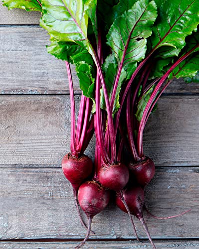 TKE Farms - Detriot Dark Red Beet Seeds for Planting, 3 Grams ≈ 125 Seeds, Beta Vulgaris