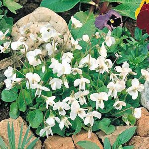 Outsidepride Perennial Sweet Violet Reine De Neiges Violoa Odorata Garden Flowers - 100 Seeds
