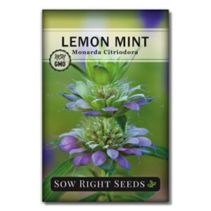 sow right seeds – lemon mint seed for planting – non-gmo heirloom seeds – large packet with instructions to plant and grow an herbal tea garden, indoors or outdoor; great gardening gift