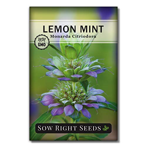 Sow Right Seeds - Lemon Mint Seed for Planting - Non-GMO Heirloom Seeds - Large Packet with Instructions to Plant and Grow an Herbal Tea Garden, Indoors or Outdoor; Great Gardening Gift