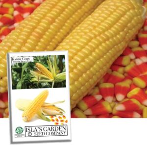 “kandy corn” sweet corn seeds, 25 heirloom seeds per packet, (isla’s garden seeds), non gmo seeds, botanical name: zea mays