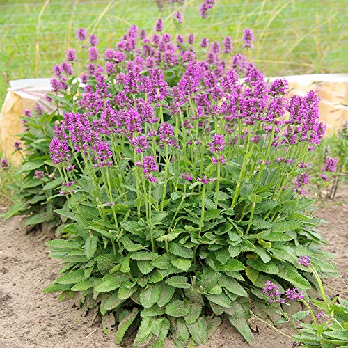 Outsidepride Perennial Lamb's Ear Macrantha Garden Foliage Plant Seed - 50 Seeds