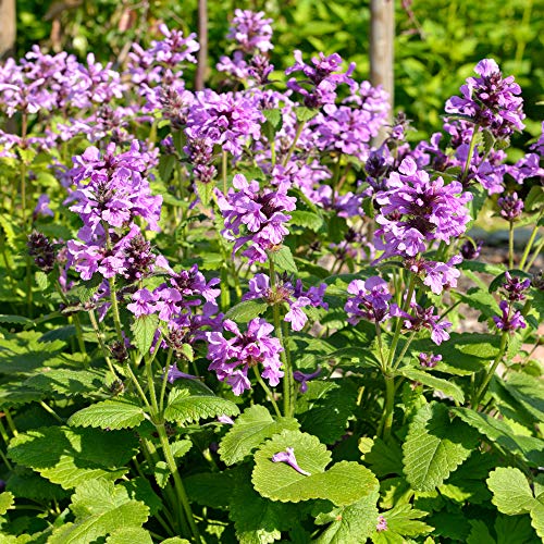 Outsidepride Perennial Lamb's Ear Macrantha Garden Foliage Plant Seed - 50 Seeds