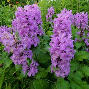 Outsidepride Perennial Lamb's Ear Macrantha Garden Foliage Plant Seed - 50 Seeds