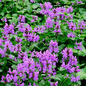 Outsidepride Perennial Lamb's Ear Macrantha Garden Foliage Plant Seed - 50 Seeds