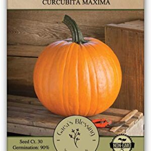 Gaea's Blessing Seeds - Pumpkin Seeds (4.0g) Jack O Lantern Non-GMO Seeds with Easy to Follow Planting Instructions - Heirloom 90% Germination Rate