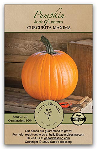 Gaea's Blessing Seeds - Pumpkin Seeds (4.0g) Jack O Lantern Non-GMO Seeds with Easy to Follow Planting Instructions - Heirloom 90% Germination Rate