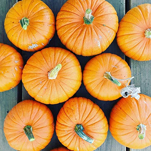 Gaea's Blessing Seeds - Pumpkin Seeds (4.0g) Jack O Lantern Non-GMO Seeds with Easy to Follow Planting Instructions - Heirloom 90% Germination Rate