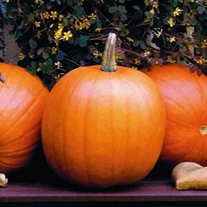 Gaea's Blessing Seeds - Pumpkin Seeds (4.0g) Jack O Lantern Non-GMO Seeds with Easy to Follow Planting Instructions - Heirloom 90% Germination Rate