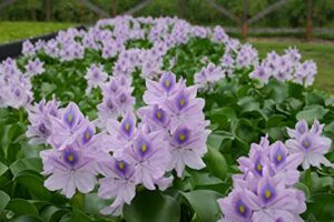 water hyacinths floating water garden plants (5 live plants)