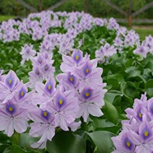 Water Hyacinths Floating Water Garden Plants (5 Live Plants)