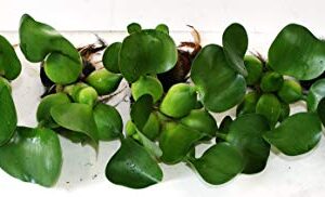 Water Hyacinths Floating Water Garden Plants (5 Live Plants)