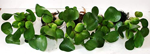 Water Hyacinths Floating Water Garden Plants (5 Live Plants)