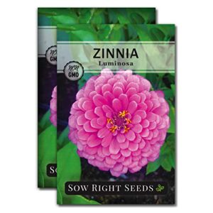 sow right seeds – luminosa zinnia flower seeds for planting, beautiful flowers to plant in your garden; non-gmo heirloom seed; wonderful gardening gifts (2 packets)