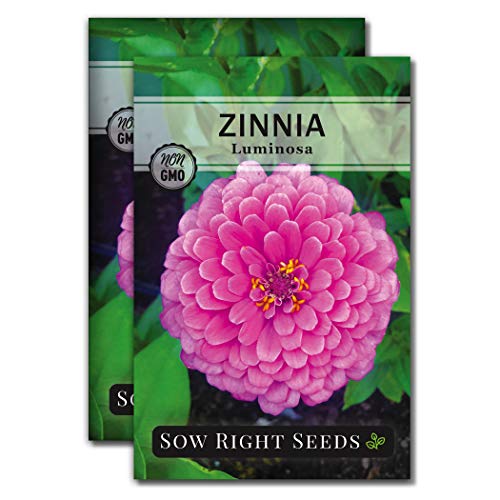 Sow Right Seeds - Luminosa Zinnia Flower Seeds for Planting, Beautiful Flowers to Plant in Your Garden; Non-GMO Heirloom Seed; Wonderful Gardening Gifts (2 Packets)